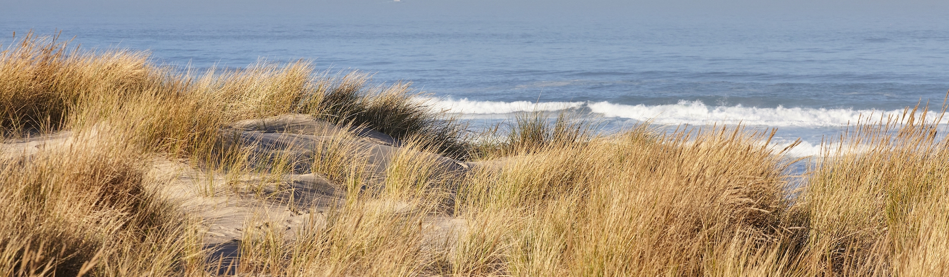 Foto van duintoppen met helmgras en de zee op de achtergrond